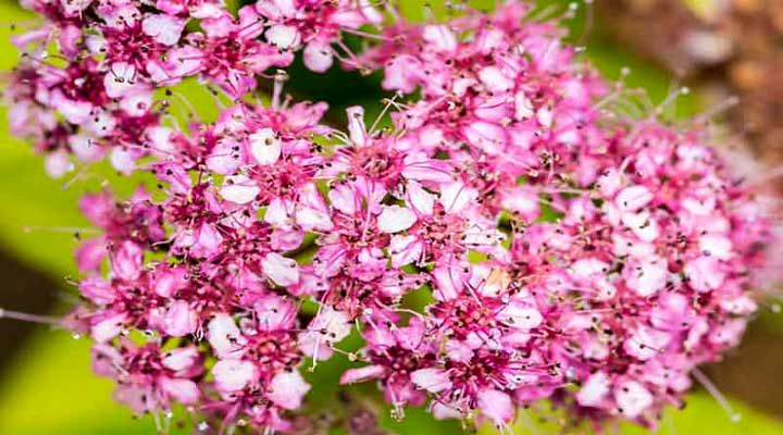 اسپیره یکی از انواع گلهای خانگی مقاوم و باغچه ای است