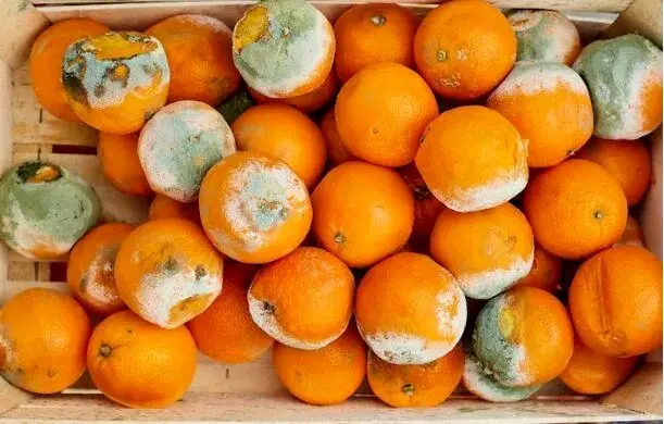 اگر غذای کپک زده بخوریم چه می‌شود؟